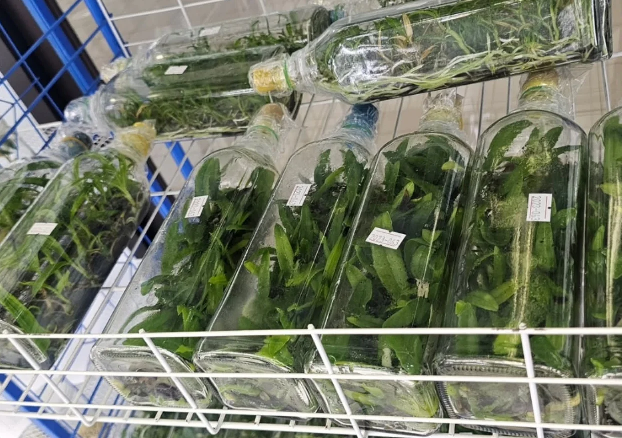 Rows of glass orchid flasks full of young orchid plants on a rack