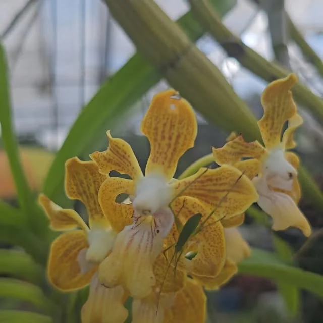 Close-up of yellow Vanda orchid flowers
