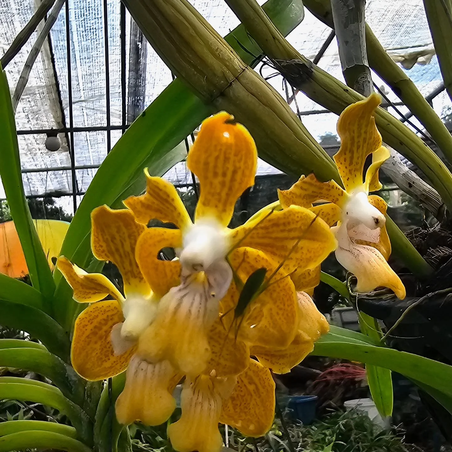 Yellow spotted Vanda orchids in flower in the garden